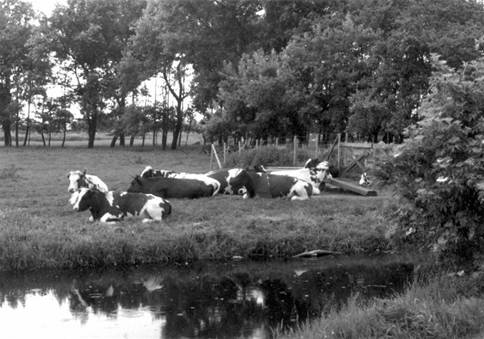 Copy of Copy of Copy of grunerieboek 033
