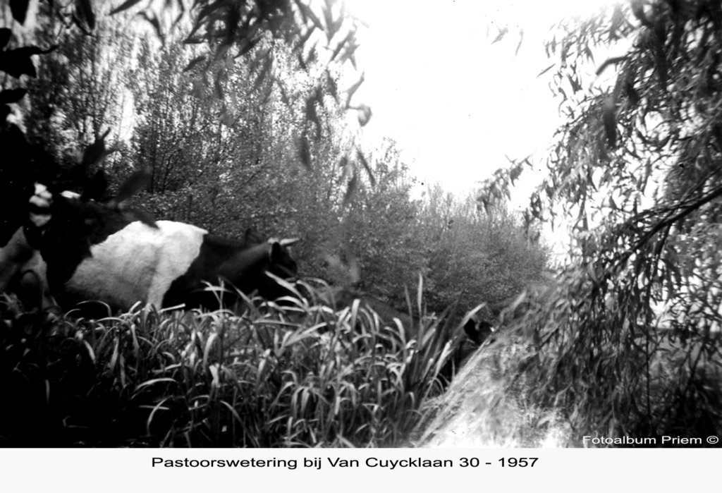 vancuycklaan304.jpg